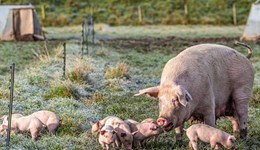 From Gilt Watch® to SmartPork